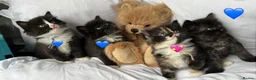 Persian cats for sale: 🤎Persian,Maincoon🤎 - Advert 1