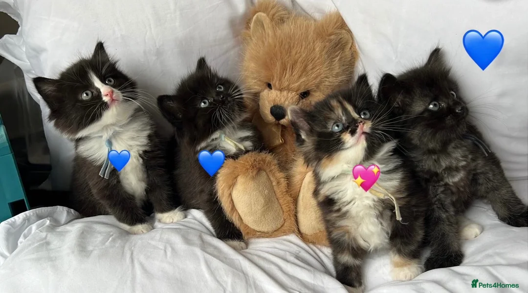 Persian cats for sale: 🤎Persian,Maincoon🤎 - Advert 1