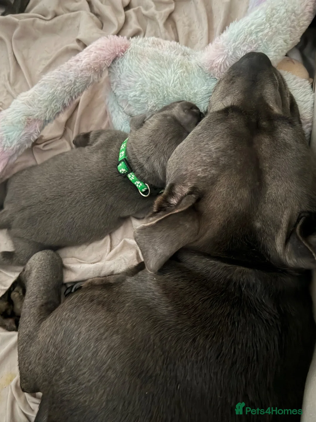 Staffordshire Bull Terrier dogs for sale: Beautiful Blue Staffy Pups  - Advert 6