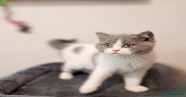 British Shorthair cats - Advert 4