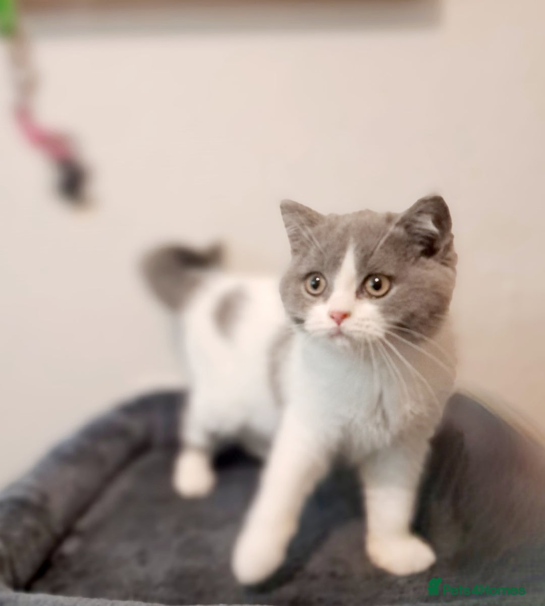 British Shorthair cats for sale: Gorgeous Blue Bicolour British Shorthair Male - Image 3