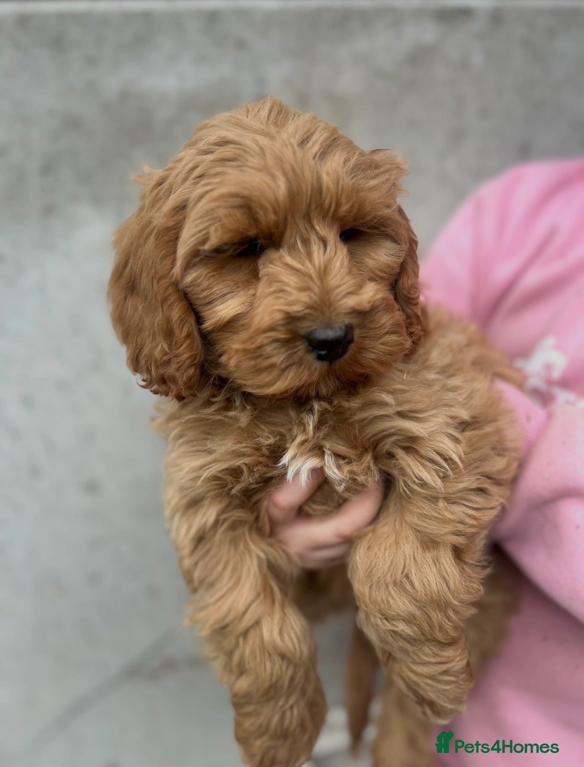 Cockapoo dogs Cockapoo Puppies - Advert 3