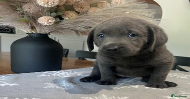 Labrador Retriever dogs - Advert 9