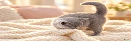 British Shorthair cats for sale: 💙 Last Lilac Male kitten Ready Now 💙 - Advert 5