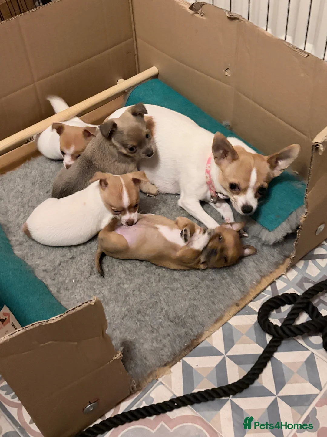 Mixed Breed dogs for sale: Chi-Jack-Weenie puppies - Advert 6