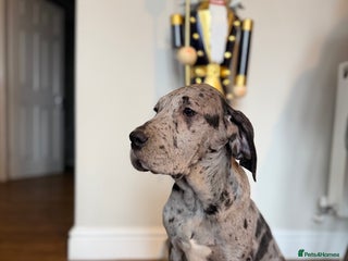 Great Dane dogs Outstanding kc registered Great Danes - Advert 5