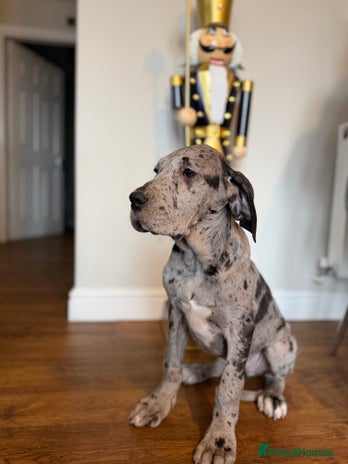 Great Dane dogs Outstanding kc registered Great Danes - Advert 1