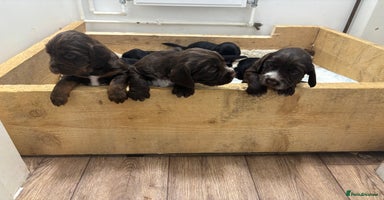 Sprocker dogs - Advert 11