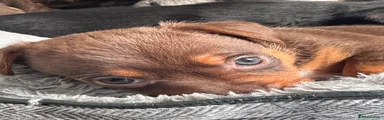 Chestnut 
