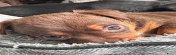 Jack Russell dogs for sale: Beautiful litter of Jack Russell Puppies - Advert 20