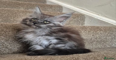 Maine Coon cats - Advert 7