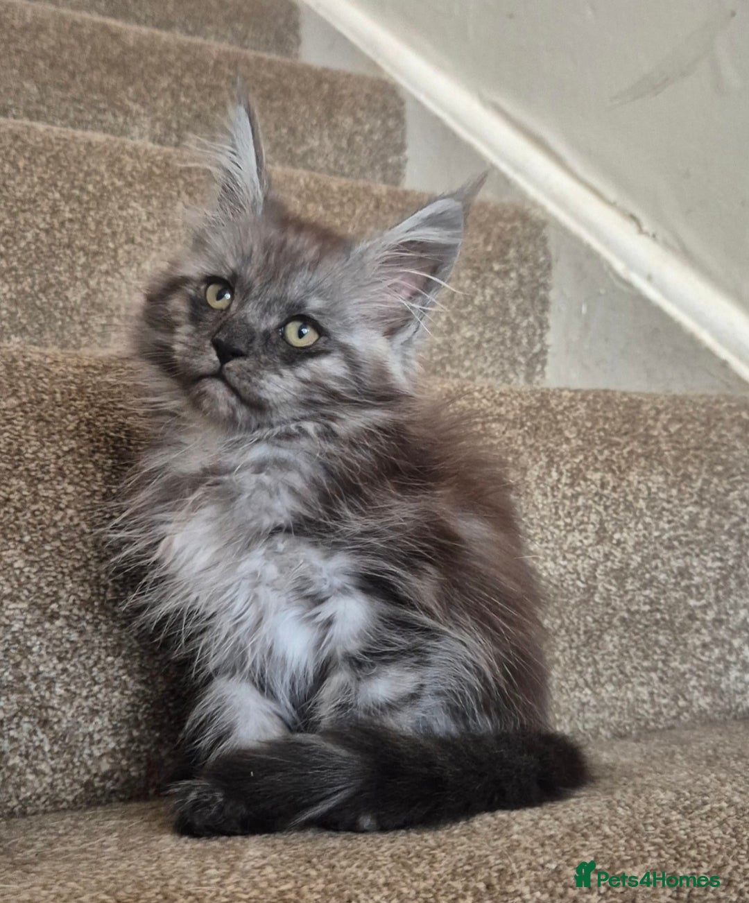 Maine Coon cats for sale: Registered maine coon kittens  - Image 3