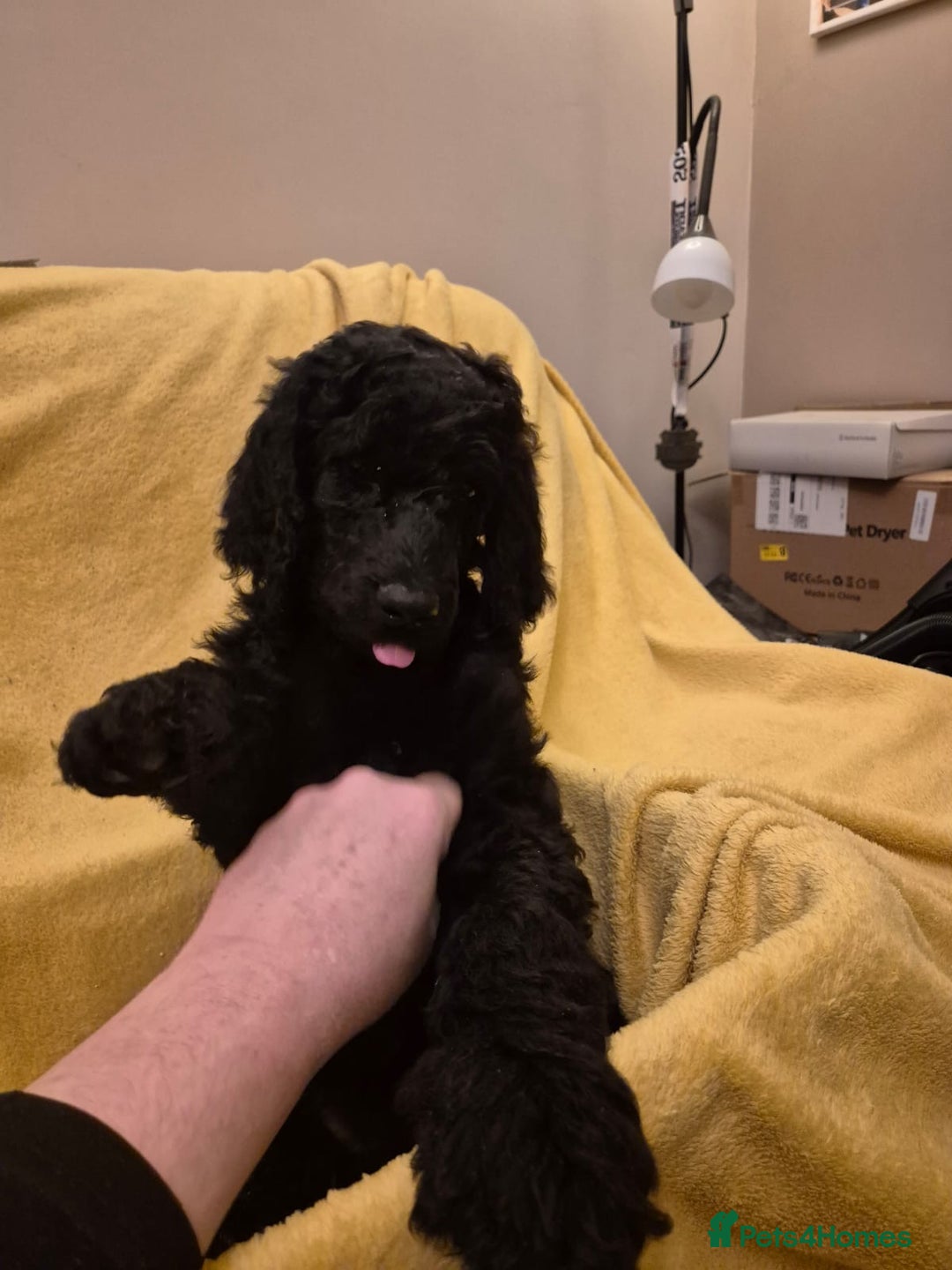 Standard Poodle dogs for sale: outstanding litter of standard poodle pups - Advert 11