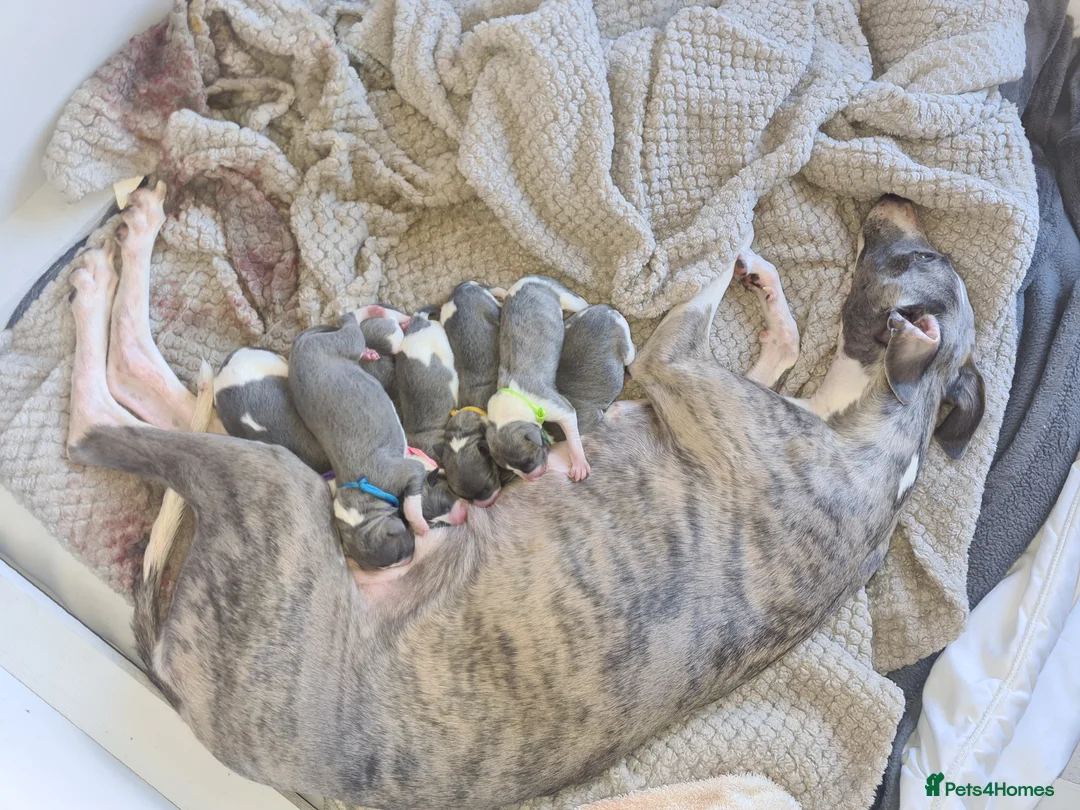Whippet dogs for stud: 2 KC whippet for stud,both heart tested clear in Bishop Auckland - Advert 8