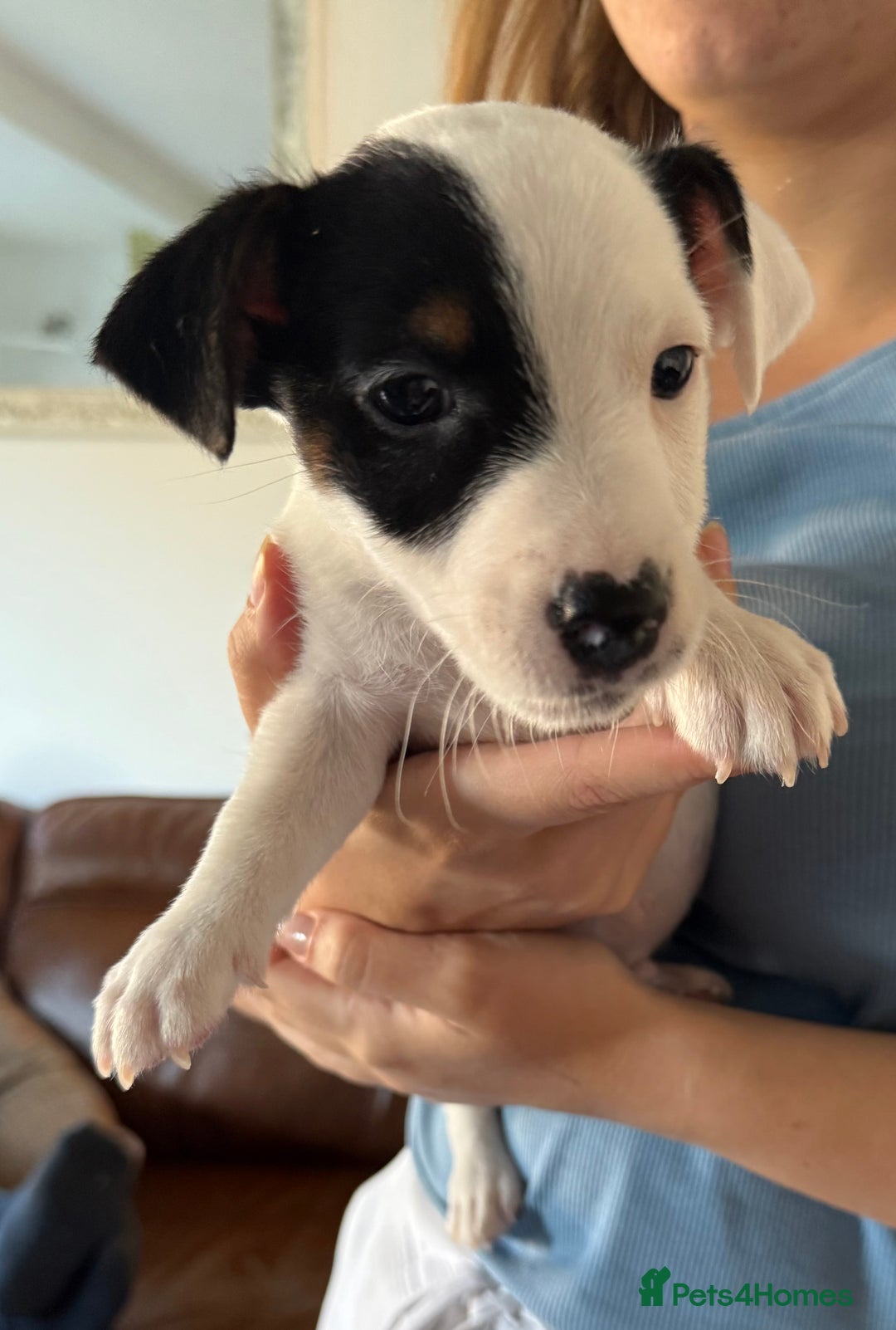 Jack Russell dogs for sale: Jack Russell  - Image 2