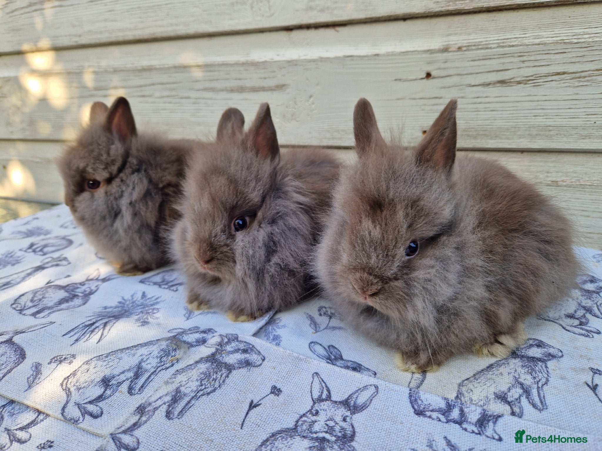 Lionhead rabbits Purebred Lionhead Baby Rabbits - Advert 2