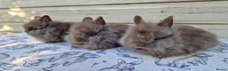 Lionhead rabbits for sale: Purebred Lionhead Baby Rabbits - Advert 2