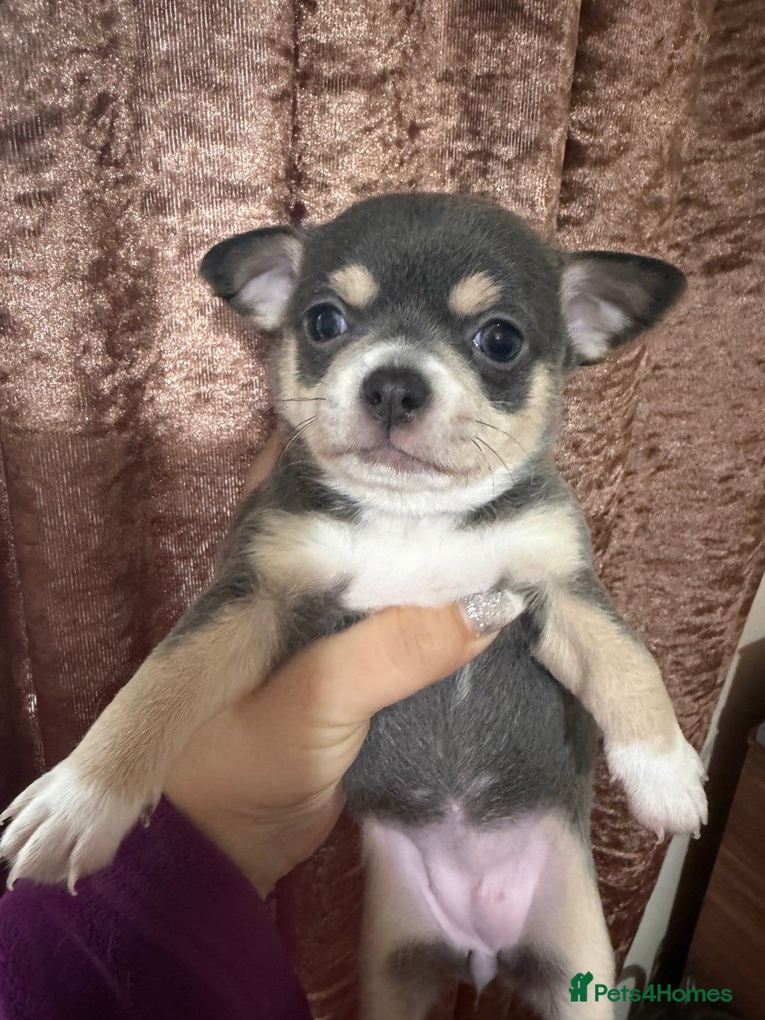 Chihuahua dogs for sale: Chihuahua pups - Advert 9