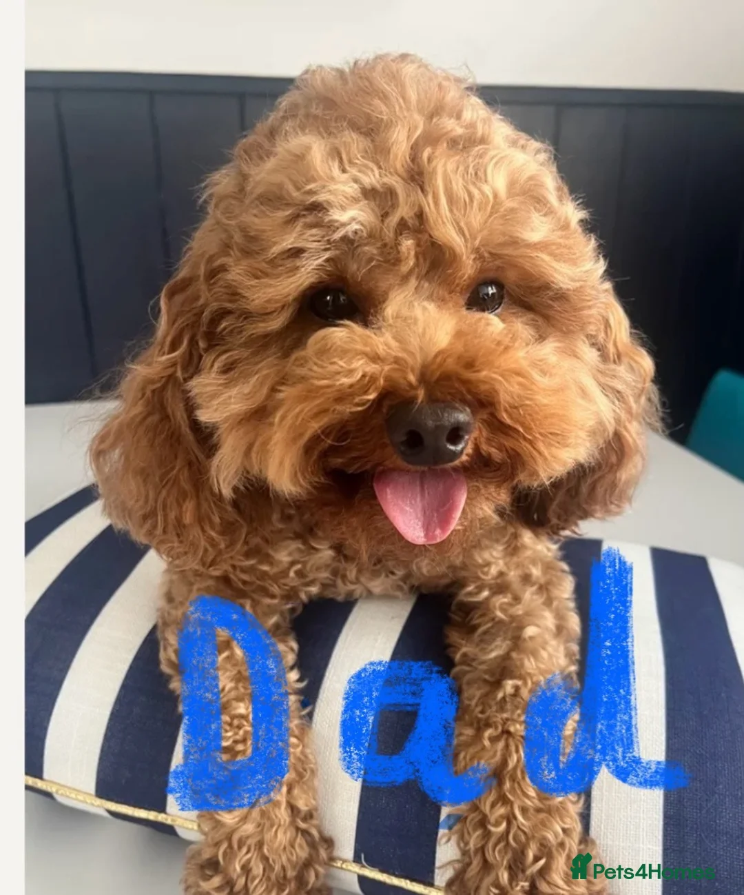 Toy Poodle dogs for sale: Cavapoo male puppies ready now  - Advert 2