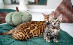 Bengal cats for sale: TICA-Certified Bengal Kittens, Show Quality - Image 17