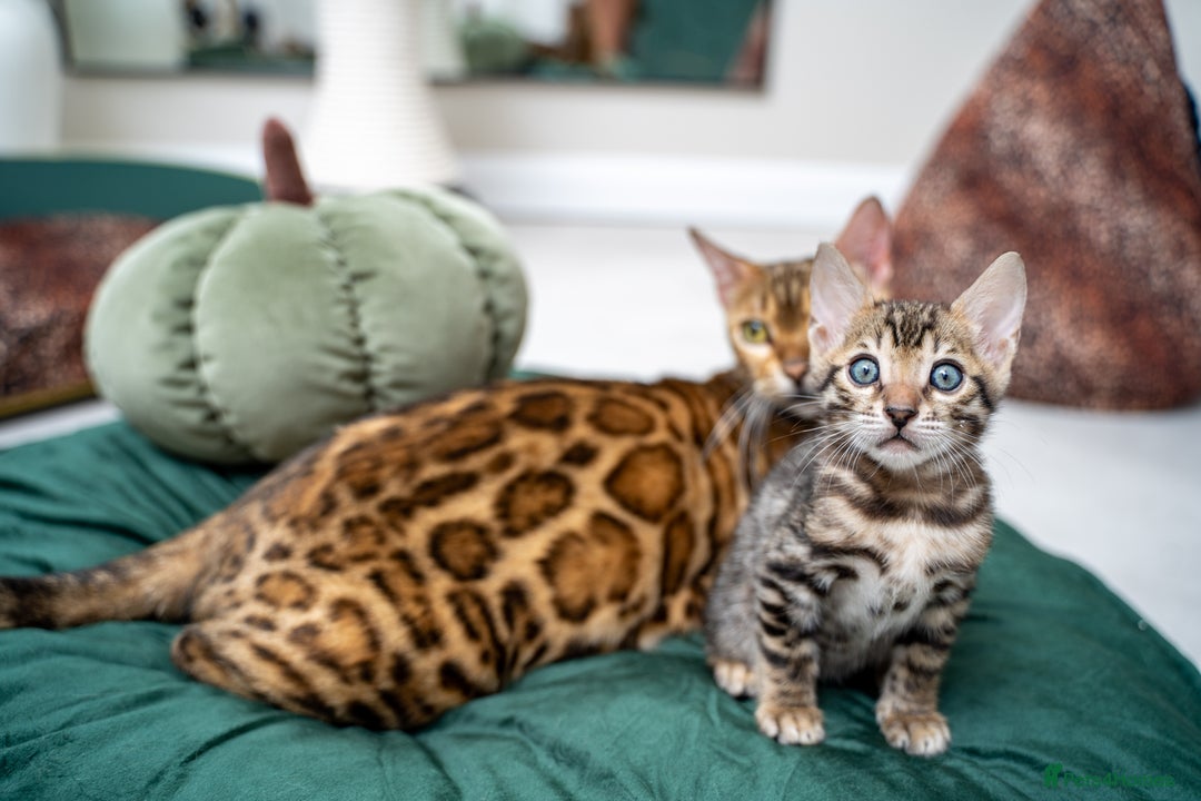Bengal cats for sale: TICA-Certified Bengal Kittens, Show Quality - Image 17