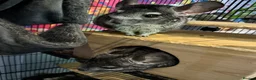 Chinchilla rodents for sale: Two 3yo sister chinchillas for sale in London - Advert 1