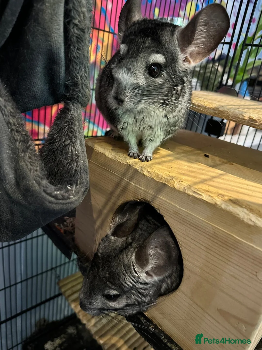 Chinchilla rodents for sale: Two 3yo sister chinchillas for sale in London - Advert 1