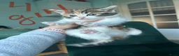 Norwegian Forest Cat cats for sale:     Four Adorable Kittens - Advert 8