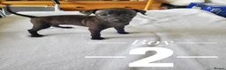 Italian Greyhound dogs for sale: Stunning kc Italian greyhounds  - Advert 5
