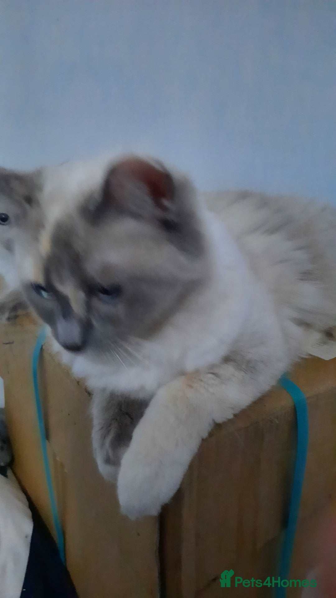 Ragdoll cats for sale:  Ragdoll Tortie - Advert 16