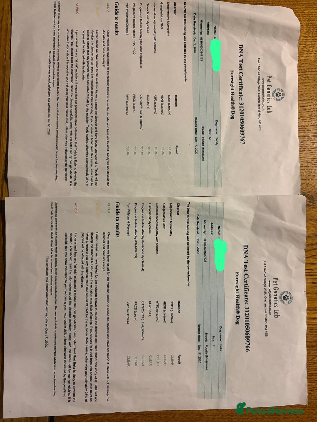 Toy Poodle dogs for sale: Beautiful toy/miniature poodle puppies. - Advert 16