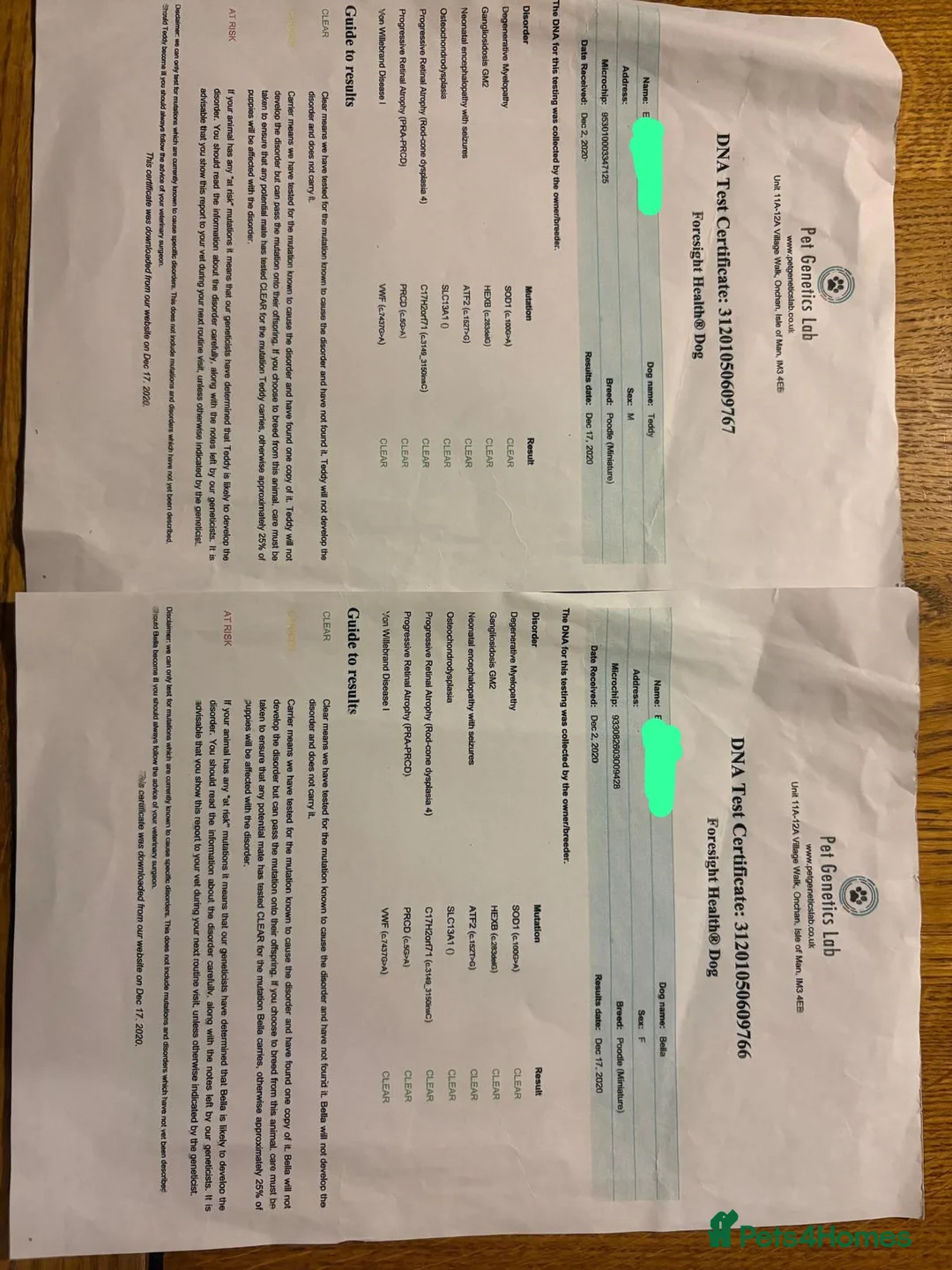 Toy Poodle dogs for sale: Now Ready for their forever loving home - Advert 16