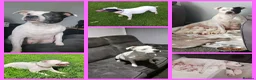 Staffordshire Bull Terrier dogs for sale: Staffordshire bull terrier  1 boy left remaining  - Advert 1