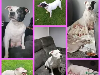 Staffordshire Bull Terrier dogs Staffordshire bull terrier 3 left remaining - Advert 12