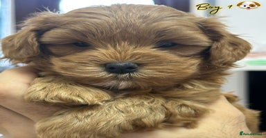 Shihpoo dogs - Advert 3