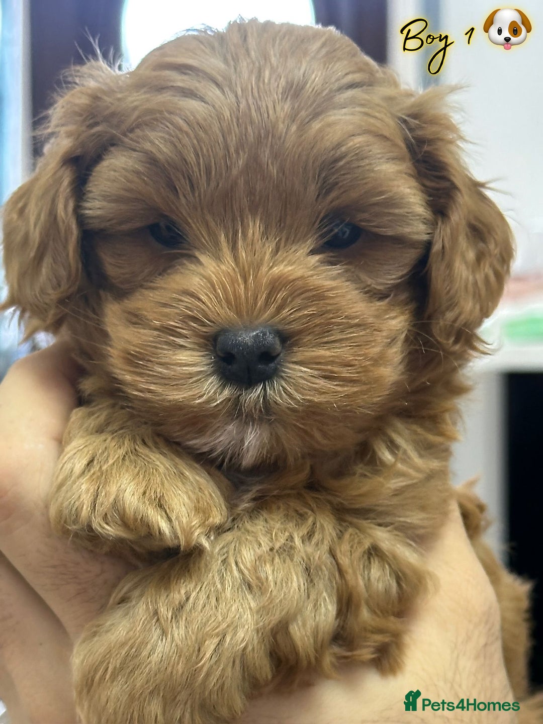 Shihpoo dogs for sale: 🐾 Toy Poodle x Shihpoo Puppies for Sale - Image 12