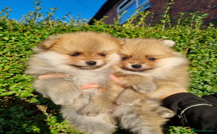 Pomeranian dogs - Advert 14