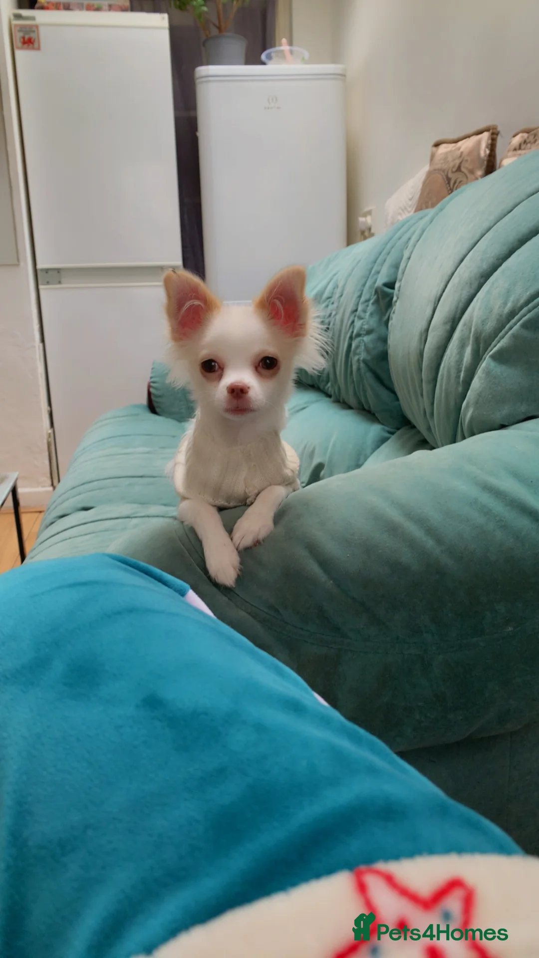 Mixed Breed dogs for sale: Chihuahua in Ipswich - Advert 2