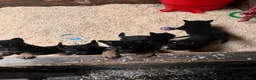 German Shepherd dogs for sale: 🐾 Black & Tan German Shepherd Puppies 🐾 - Advert 8