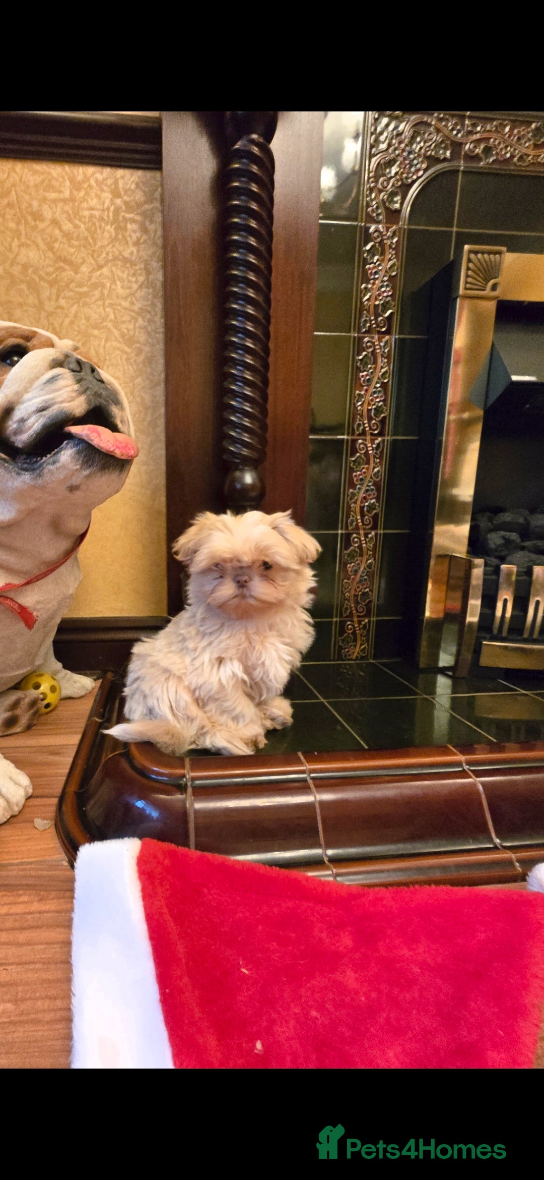 Shih Tzu dogs for sale: Stunning shih tzu - Advert 13