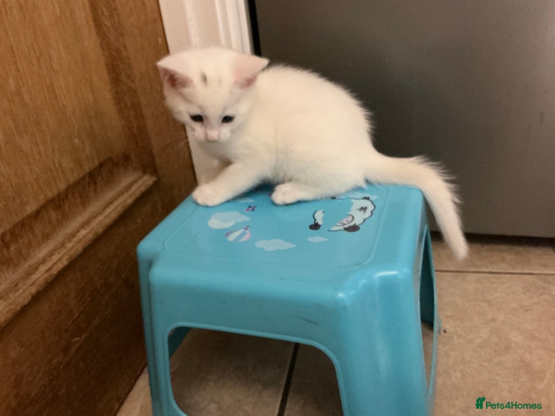 Mixed Breed cats for sale: Mix breed kittens - Advert 7