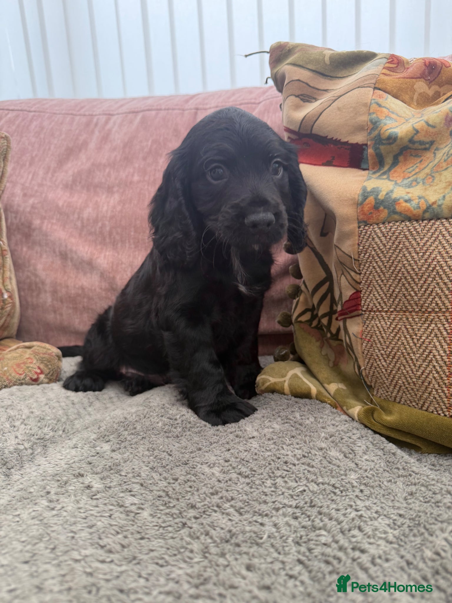 Cocker Spaniel dogs for sale: READY TO GO NOW.  - Advert 4
