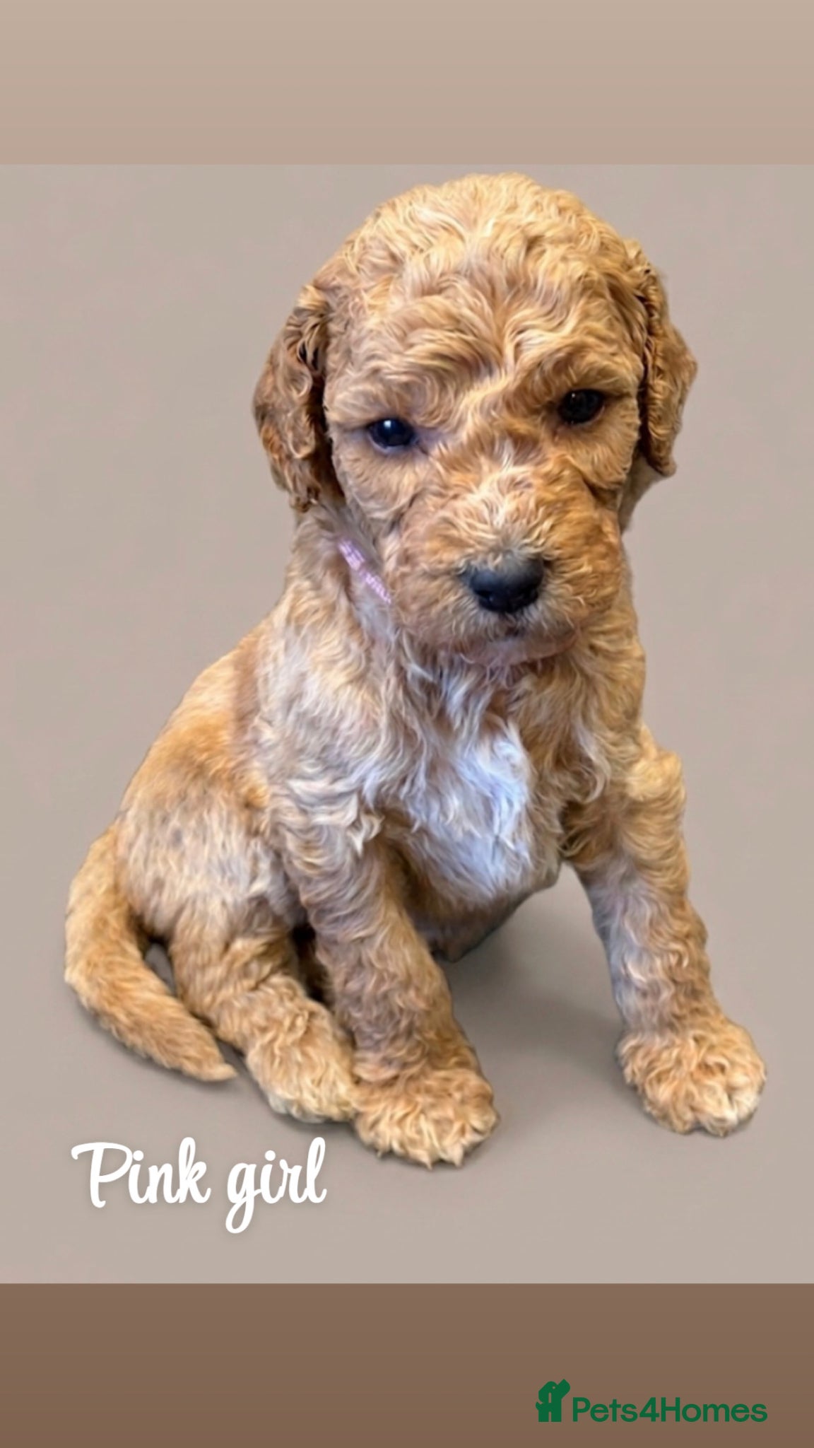 Goldendoodle dogs F1bb goldendoodle puppies  - Advert 1