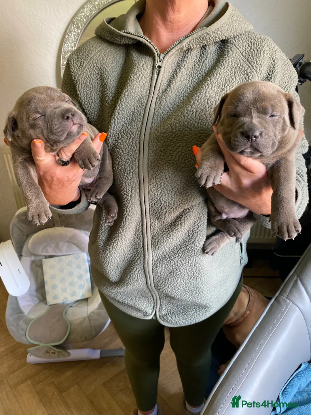 Mixed Breed dogs for sale: Stunning, chunky blue bull staffy breed - Advert 1
