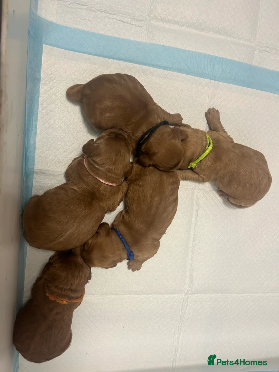 Cockapoo dogs for sale: Stunning cockapoo pups!  - Advert 12