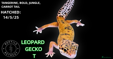Leopard Gecko reptiles - Advert 9