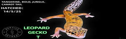 Leopard Gecko reptiles for sale: BABY LEOPARD GECKOS!! - Advert 3