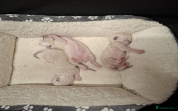 Bengal cats for sale: Snow Bengal kitten - Image 8