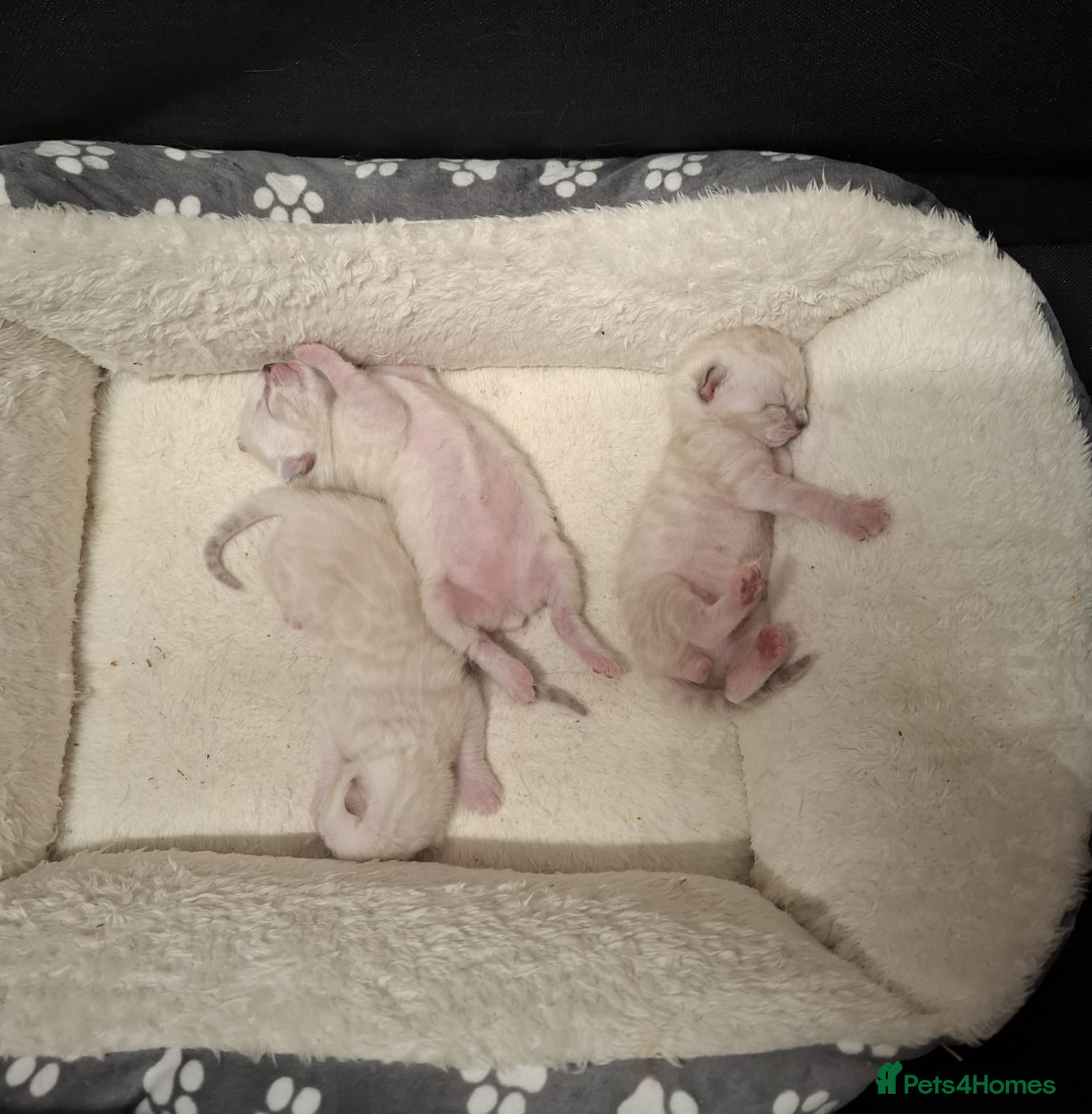 Bengal cats for sale: Snow Bengal kitten - Image 8