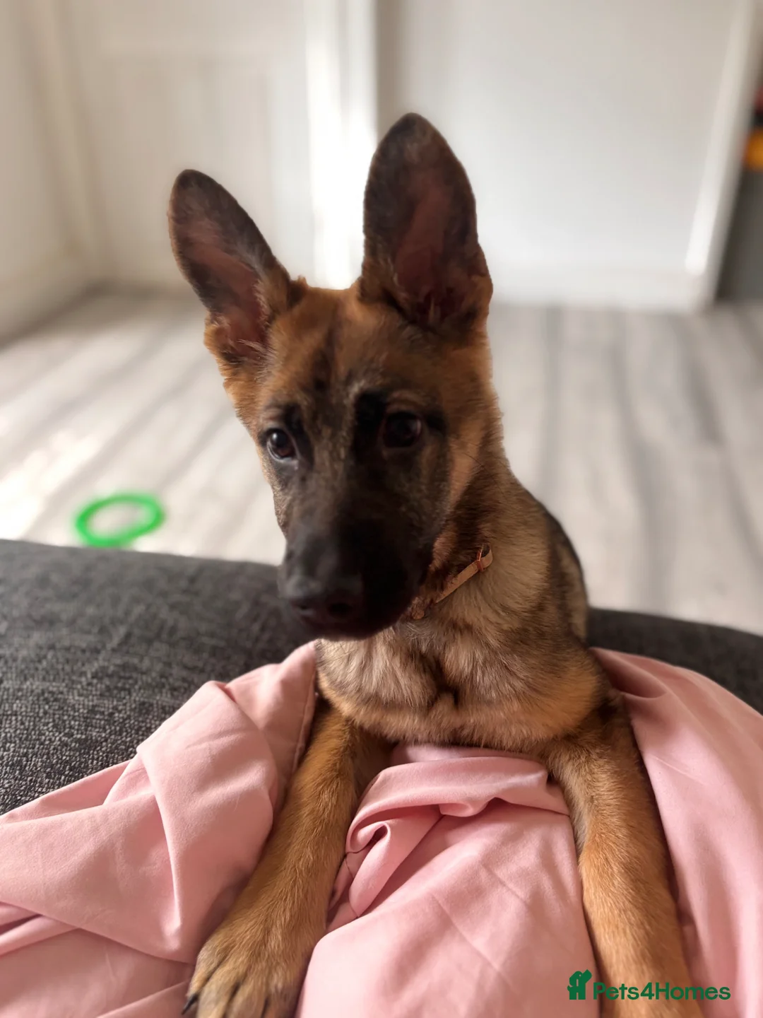 German Shepherd dogs for sale: czech Shepherd  - Advert 2